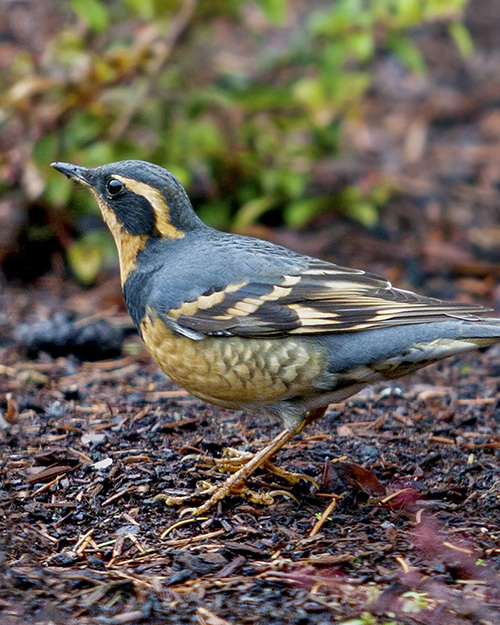 Varied Thrush